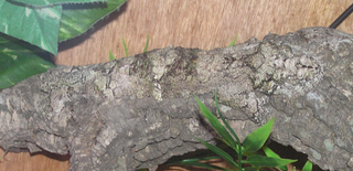 Illustration for article titled Reptile review! Now THAT'S Good Camouflage